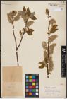 Foto von Salix caprea L.